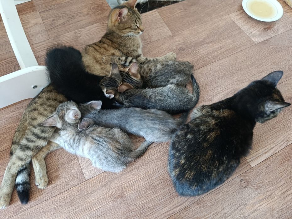 Отдам котят и кошек в добрые руки