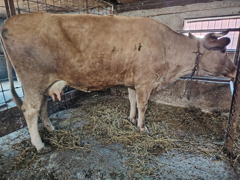 Vaca de vânzare de lapte
