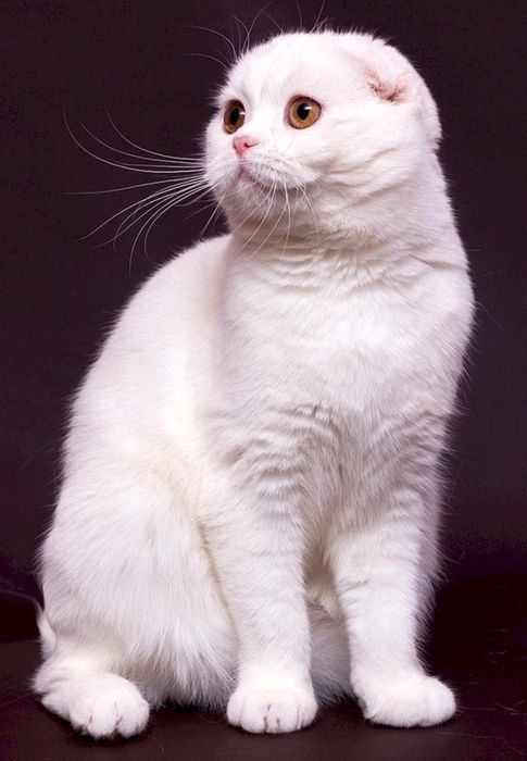 Вязка ищем кошечку