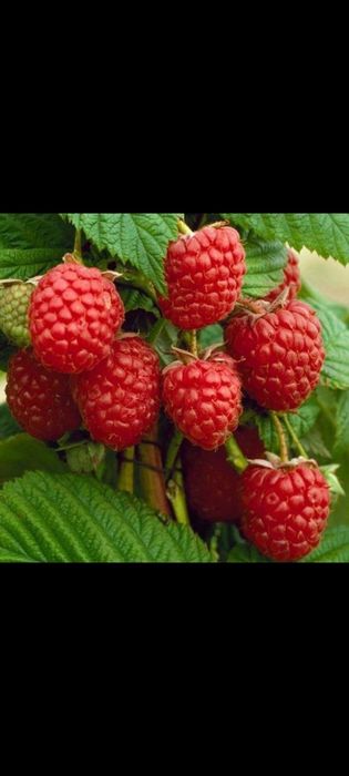 Малина осеннее блаженство