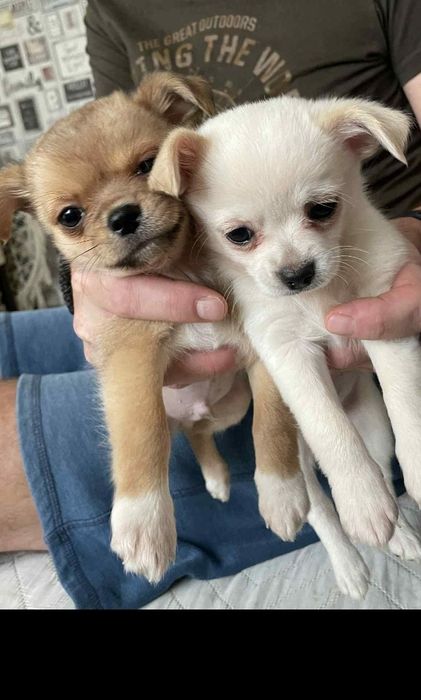 Малки сладури в Ловеч