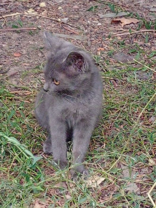Котята ищут дом.
