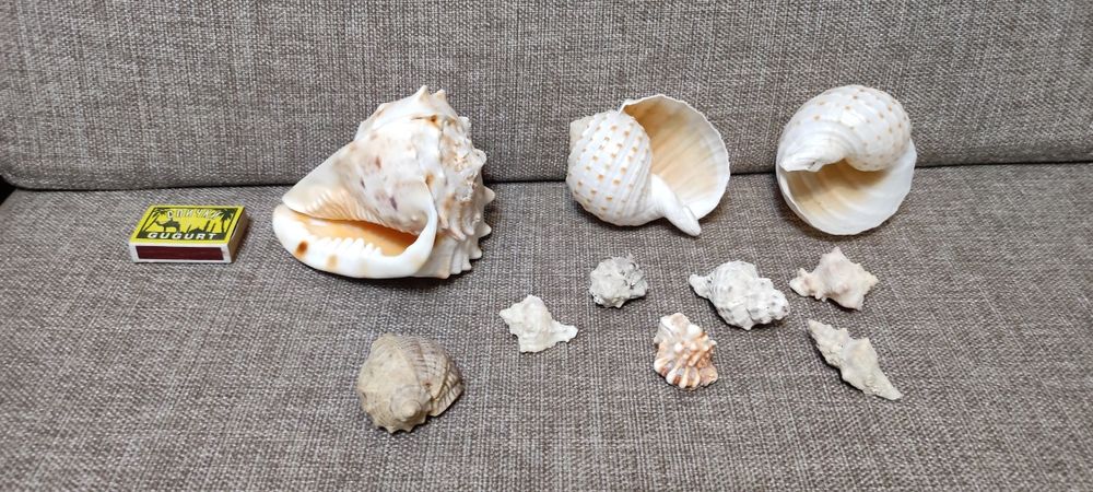 Морские и океанические ракушки.