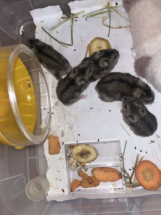 Джунгарские хомяки. Продаются.