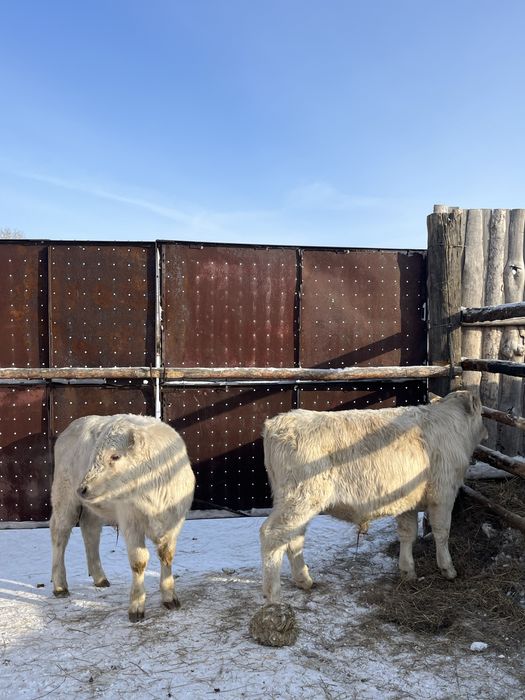 Аулиеколь бычки подсосные