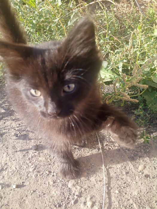 Отдам котят в хорошие руки