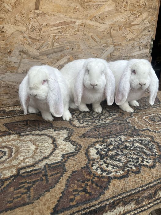 Iepuri berbec german