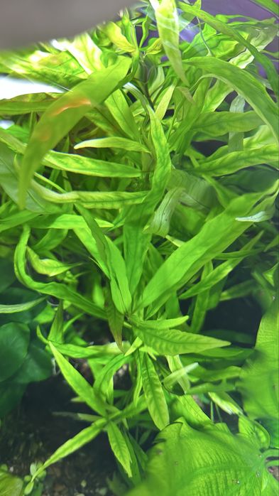 Лимонник или номафила прямая