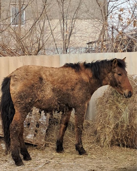 Продам лошадей молодняк