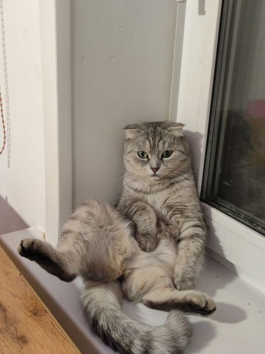 Котята шотландские ,бронь.