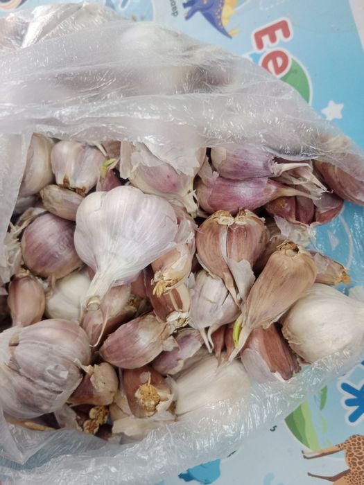 Чеснок головками рассада
