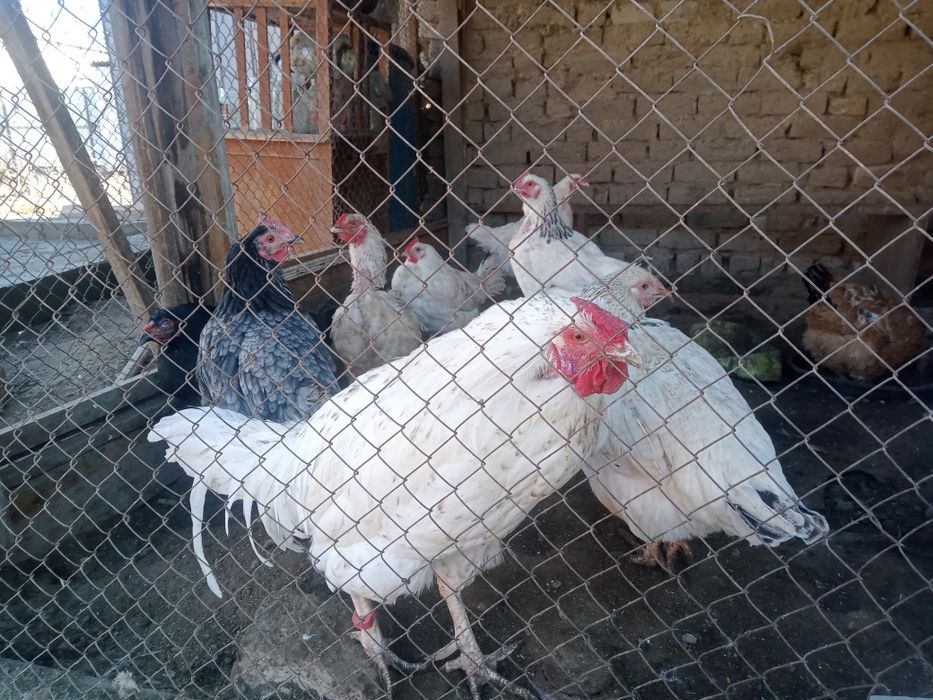 Тауықтар сатылады