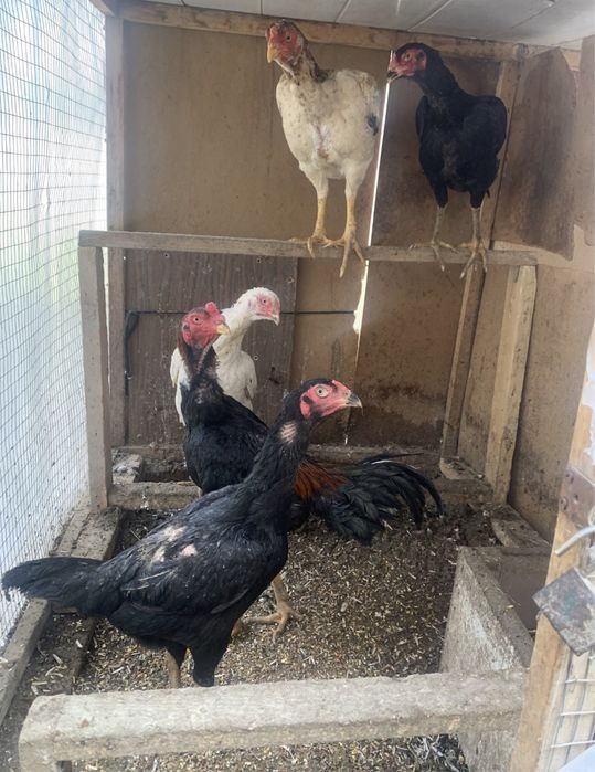 Tovuq xo’rozi sotiladi