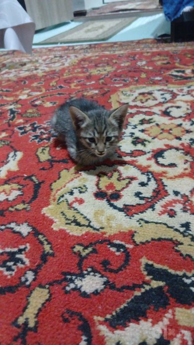 Бесплатно котята