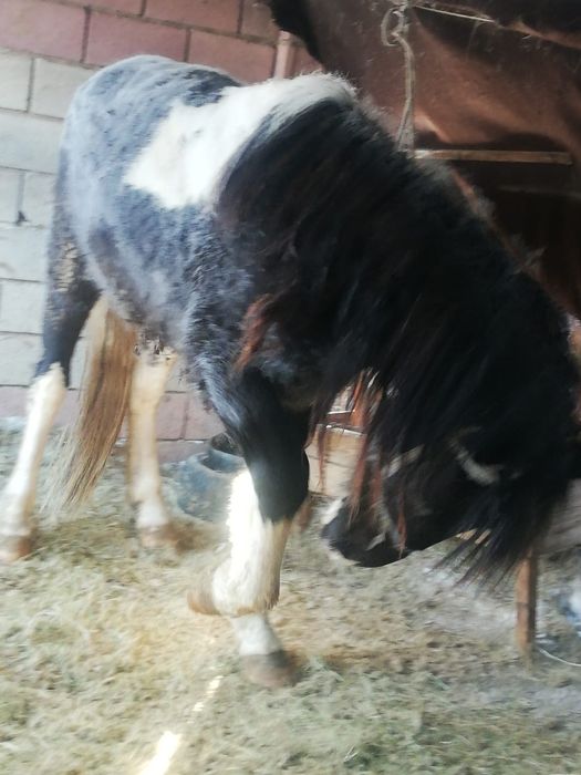 Продам 9 молодого 9 жеребца