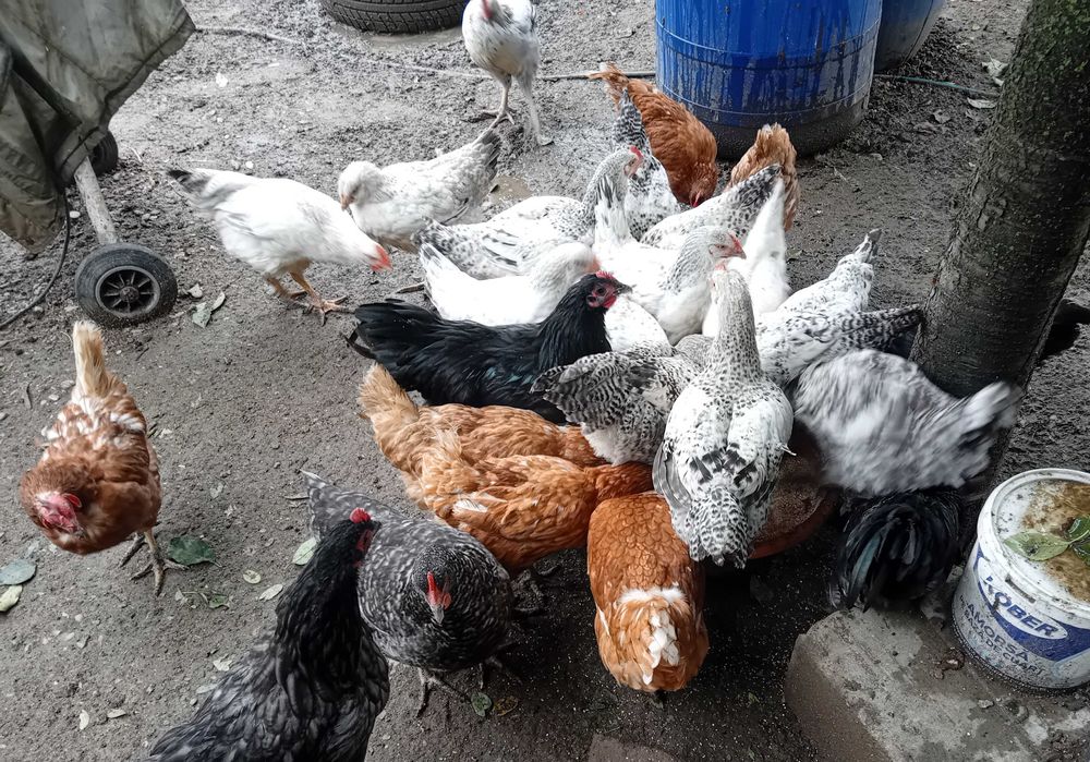 Cocoș Monaco matur 1,5 ani