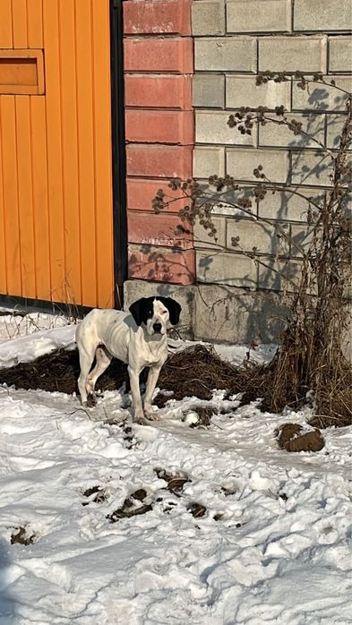 Щенки в хорошие руки.