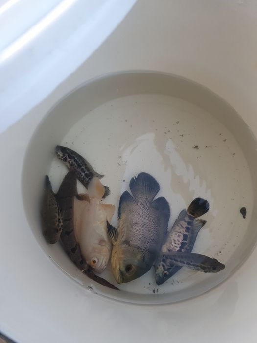 Магашуанццы астронотусы и полиптерус