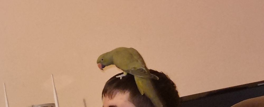 Micul Alexandru de vânzare