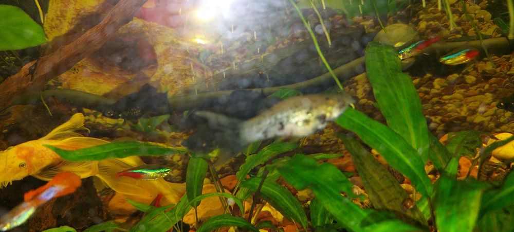 Продам молинезий