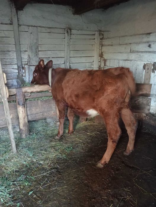 Vitei de vanzare Faurei • OLX.ro