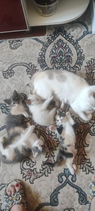 Котенок в добрые руки