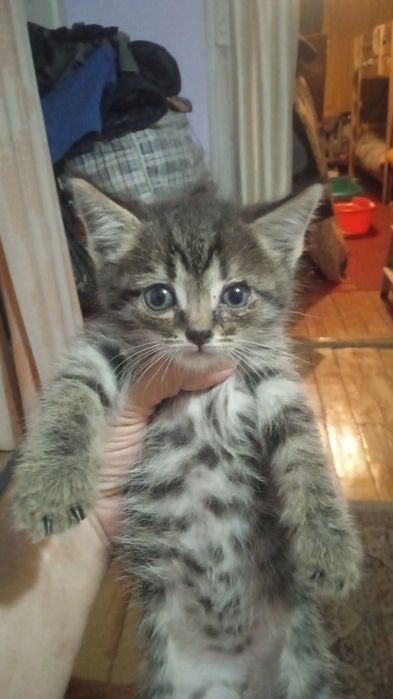 Отдаю бесплатно котят