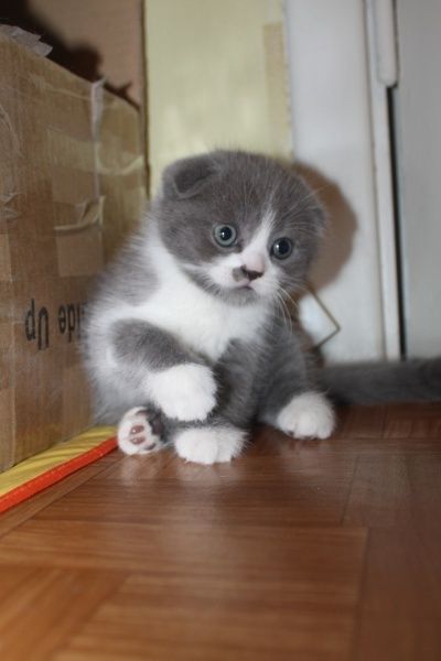 Шикарные шотландские котята