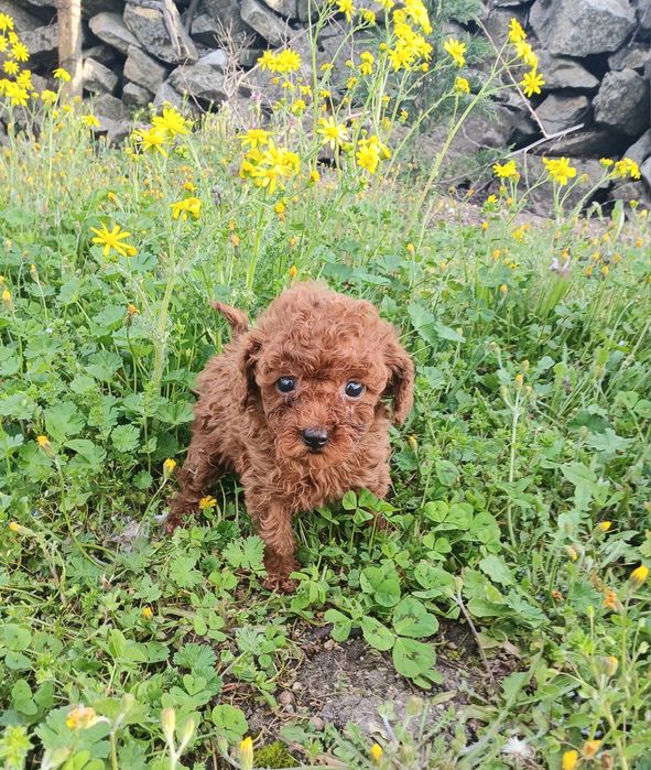 Той пудел момченца