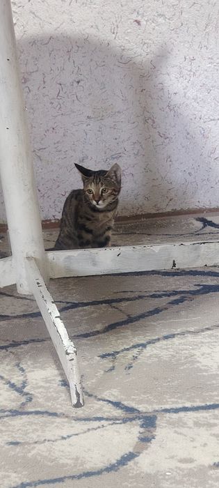 Кошка девочка отдом