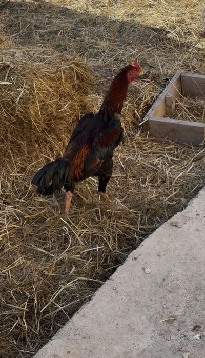 Дакан шамо карейц