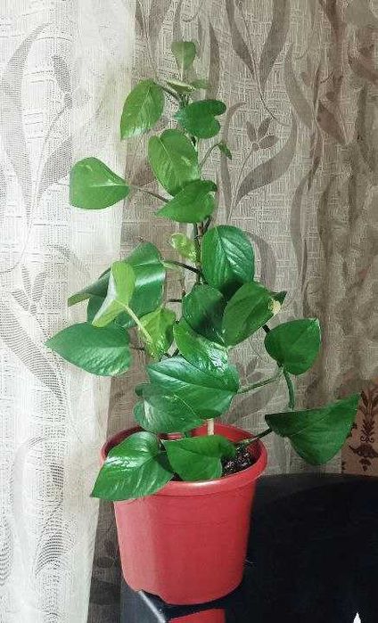 Продам. Эпипремнум - сциндапсус золотистый.