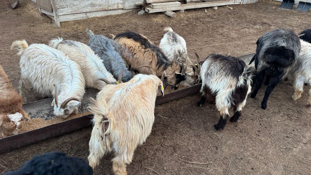 Ешкі лағымен сатылады