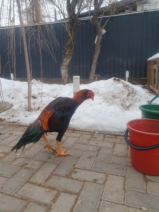 Петух бойцовый дакан