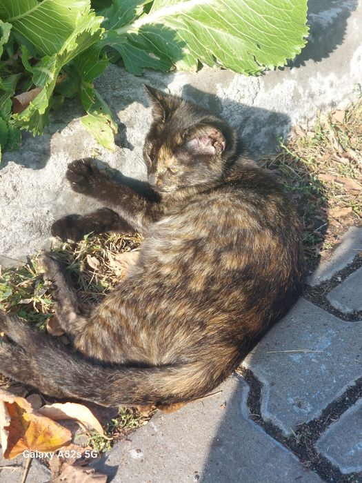 Pisică aspect tortie