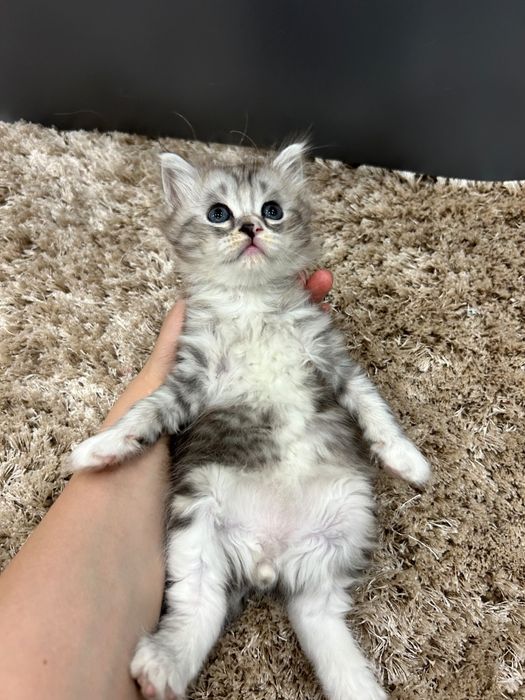 Продам породестых котят