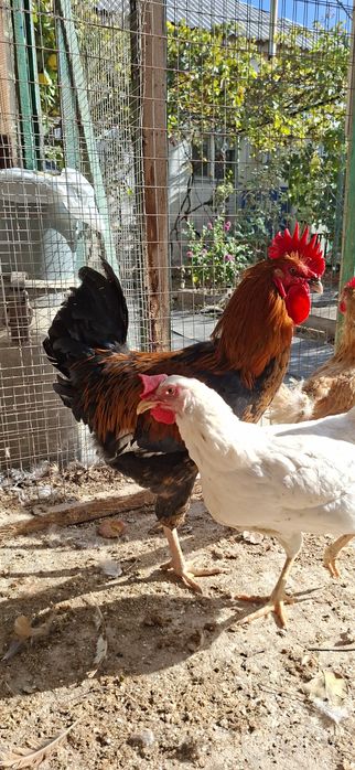 Продам кур несушек