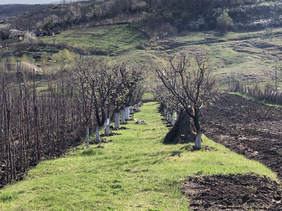 Teren Miroslava-Sat Vorovesti(gaz-curent-asfalt-apa)-INTRAVILAN-