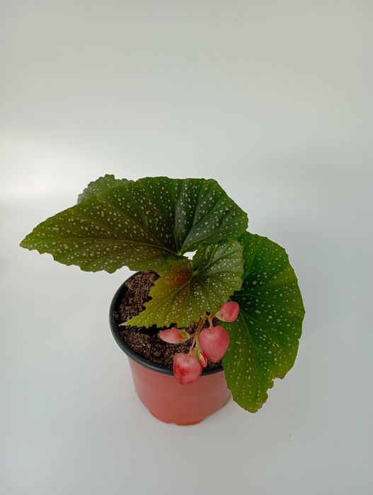 Продам комнатные цветы