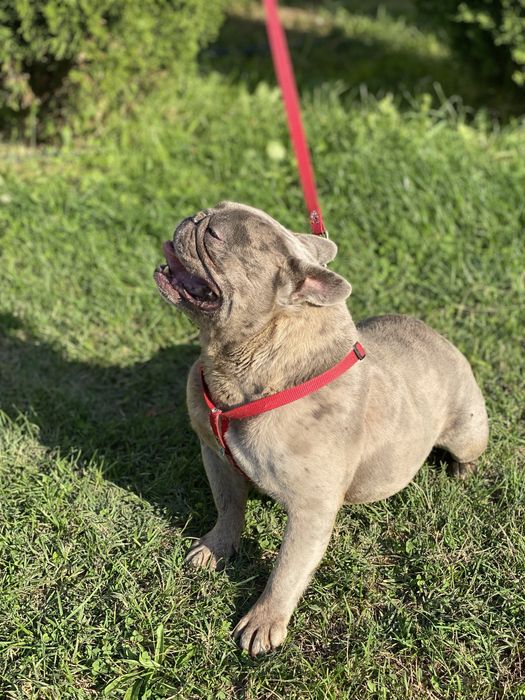 Френски булдог / френски булдочета /