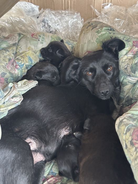 Отдам щенят в хорошие руки