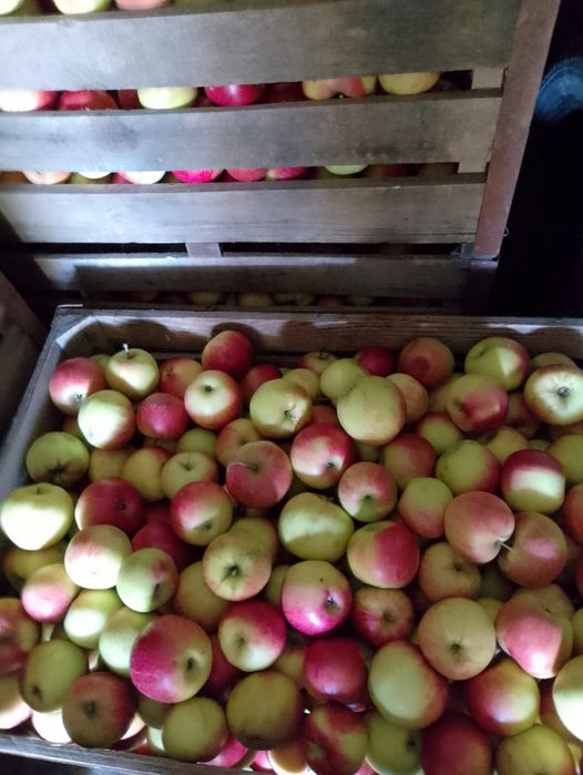 Mere de idared, ionathan, golden, florina