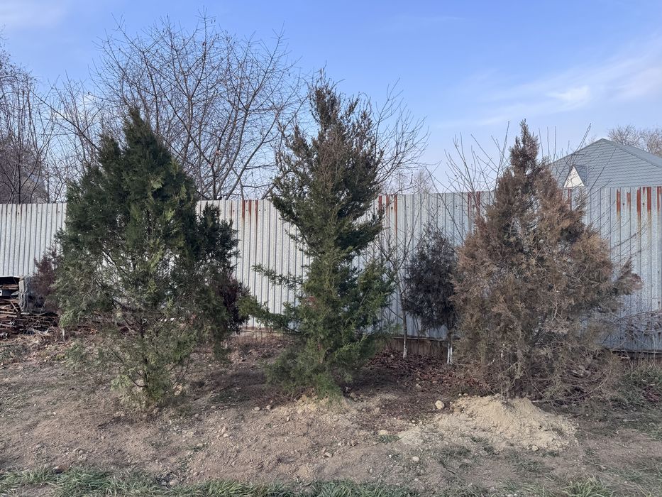 Ёлка 2.5 метр