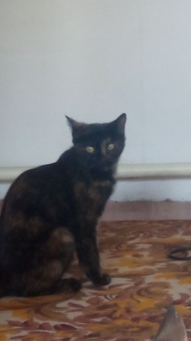 Отдам в хорошие руки