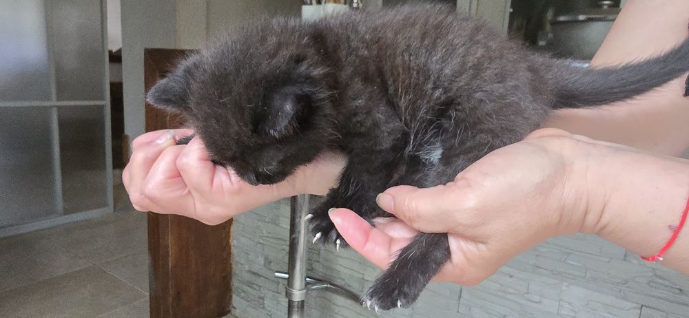 Котята, 5 недель