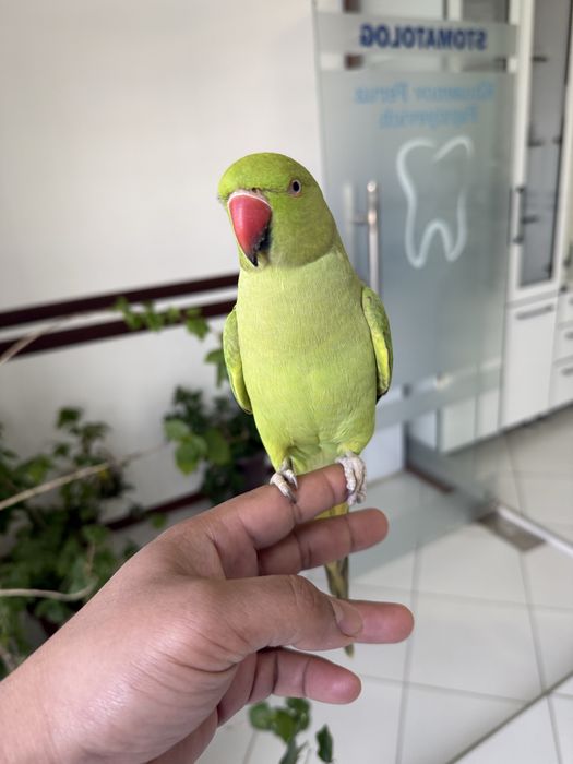 Ожереловый попугац Ручной 100%