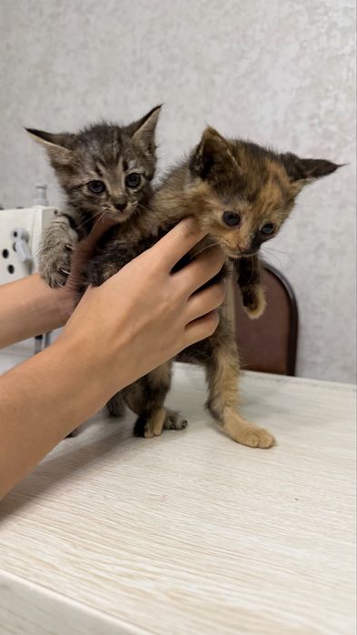 Котята (мушук) БЕСПЛАТНО