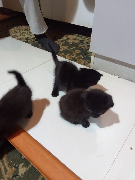 Продам вислоухих котят