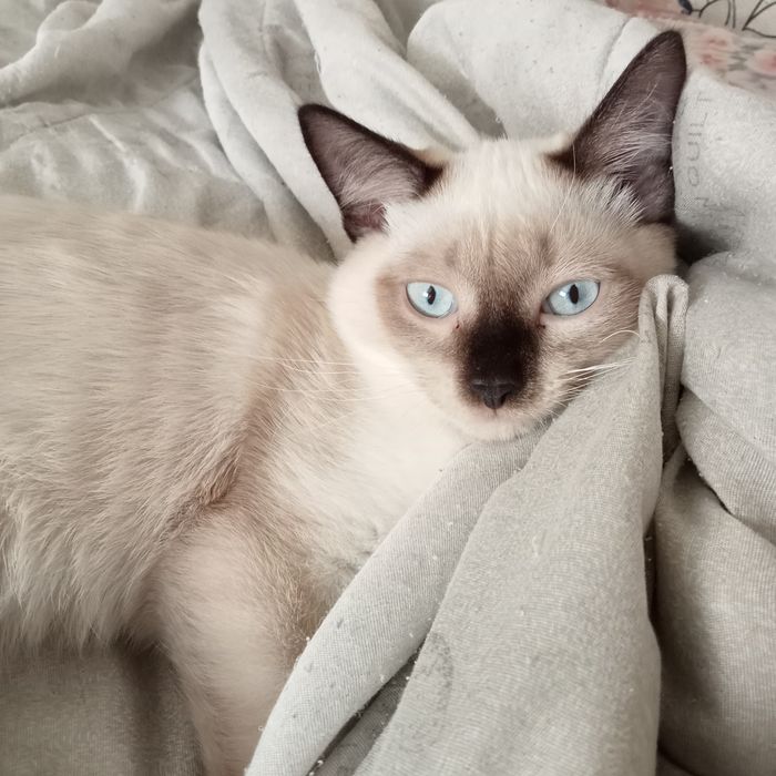 Отдам котика в надёжные добрые руки.