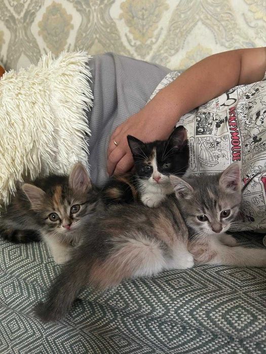 Котята в добрые руки